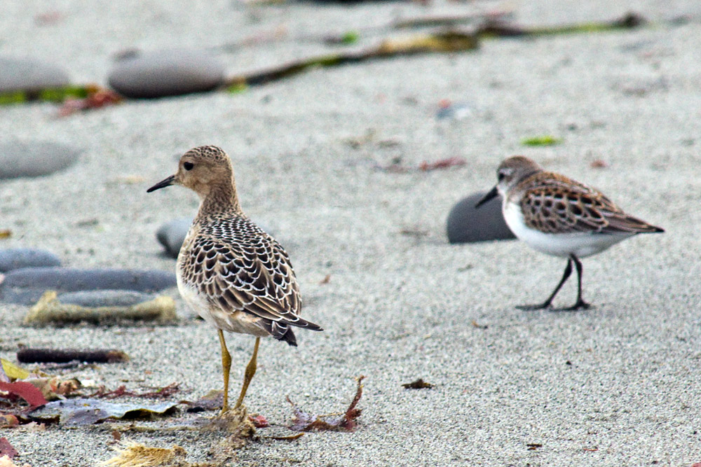 Buff-breasted Sandpiper